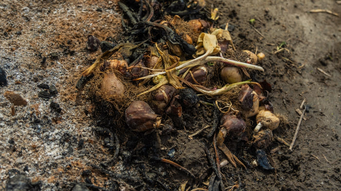 Tulip fire infects the flower's bulb and is impossible to get rid of. Bastian said this infection will cost her farm $200,000 which doesn't include labour costs. 