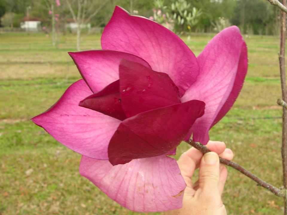 'Frank's Masterpiece' is a hybrid magnolia with deeply colored beautiful flowers.