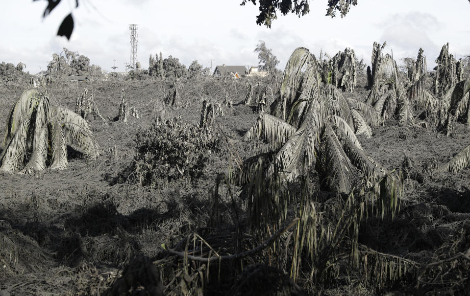 Trees are covered with falling ash from the Taal volcano in Tagaytay, Cavite province, southern Philippines on Monday, Jan. 13, 2020. Red-hot lava is gushing from the volcano after a sudden eruption of ash and steam that forced residents to flee and shut down Manila’s airport, offices and schools. (AP Photo/Aaron Favila)