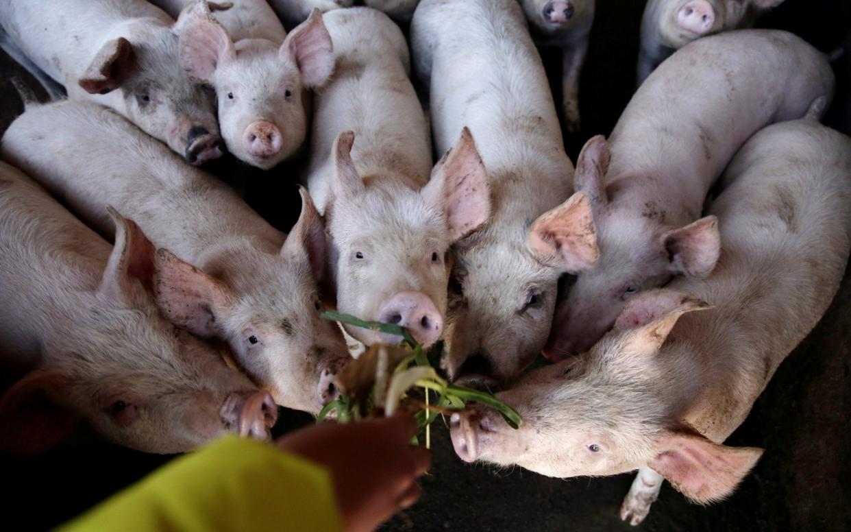 China, the world's largest pork producer, has been battling African swine fever for months  - REUTERS