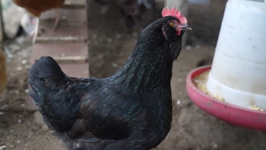 Hobbyist Tom Oates of West Warwick talks about having backyard chickens