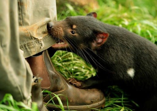 A 14-month-old Tasmanian Devil bites the trouser leg of his keeper at Devil Ark in Australia's New South Wales state, in April 2012. Could the Tasmanian devil, a ferocious marsupial threatened by facial tumours spread by biting, be saved by a change of character? Zoologists think there's a chance