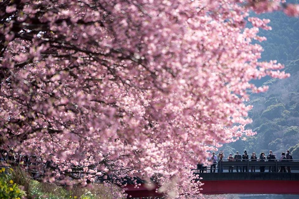 河津町（Photo by Tomohiro Ohsumi, Image Source : Getty Editorial）