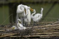 Egrets and their offspring nest on nesting platforms, started in 1895 by E.A. McIlhenney, a member of the McIlhenny family, creators of Tabasco brand pepper sauce, on Avery Island, La., Tuesday, April 27, 2021. The family’s conservation history goes back generations to E.A. McIlhenny, who created a rookery in 1892 to save egrets from being exterminated so their delicate mating plumes could bedeck ladies’ hats. (AP Photo/Gerald Herbert)