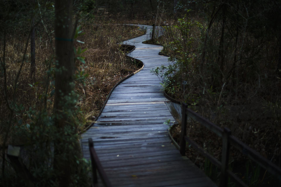 A path winds off into the distance at the North Carolina Botanical Garden where Mary Jacq McCulloch enjoyed outings from her nursing home with her daughter and granddaughter in Chapel Hill, N.C., Thursday, March 10, 2022. McCulloch's death from COVID-19 on April 21, 2020 at 87, came at the height of a North Carolina spring. Now, with the season arriving again, daughter, Karen McCulloch, is reminded of their drives together around Chapel Hill to gaze at the trees in blossom. Mary Jacq's favorite were the redbuds. "They are stunning magenta," Karen says. "I can't see one in bloom without thinking, 'Mom would love this.' Kind of like her, brightly colored and demanding attention." (AP Photo/David Goldman)