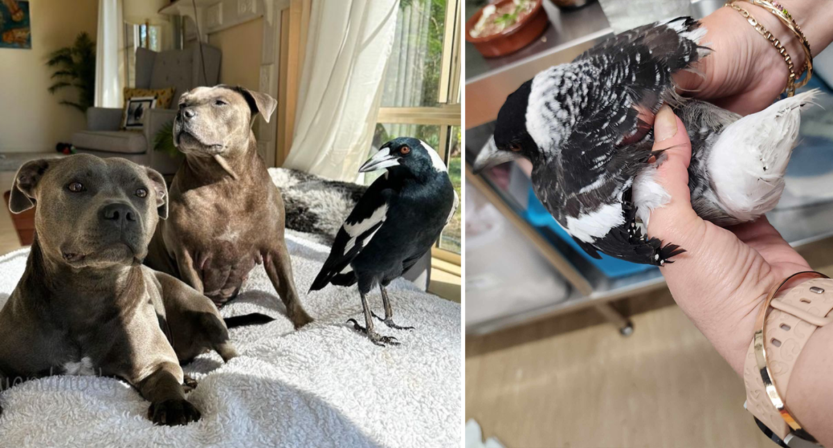 Fears Peggy and Molly saga could inspire 'bizarre' backyard magpie trend