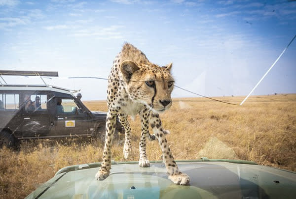 Cheetah pokes head through car sunroof in Tanzania