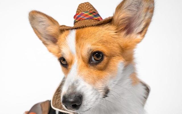 12 Best Dog Toys for Corgis in 2023