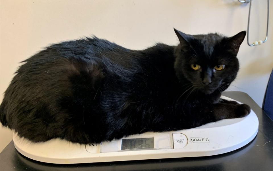 Colin weighed 1st 5lb (8.8kg), almost double the weight of an average adult cat - PA