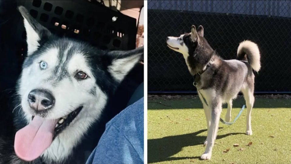 Side-by-side of Bret Michaels dog