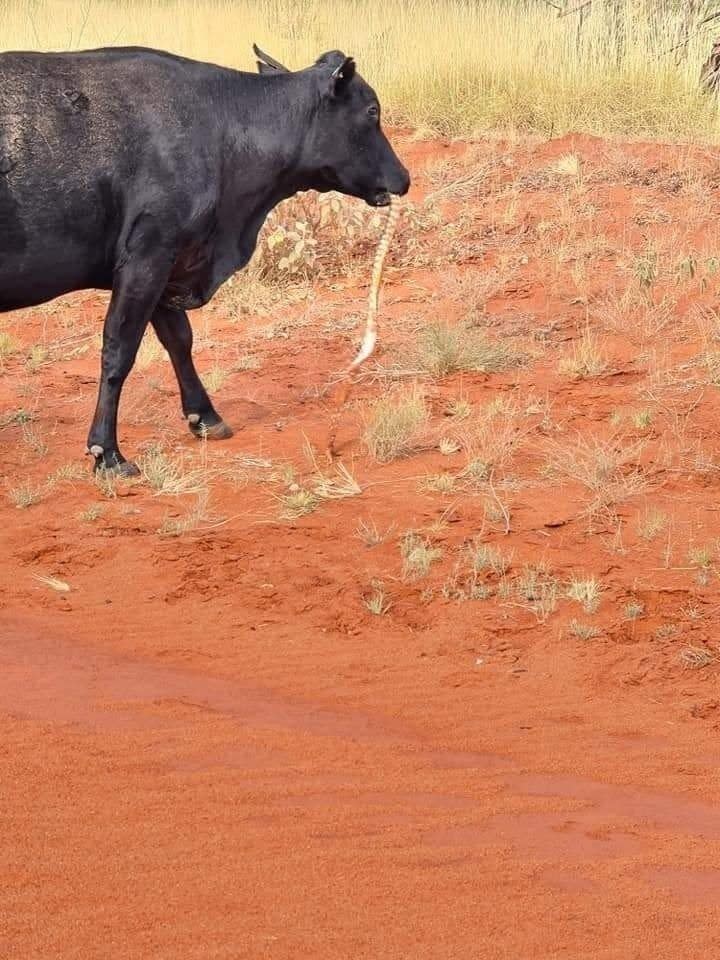 蓋茲目睹牛在吃沙蟒。（圖／翻攝自ABC Tropical North）