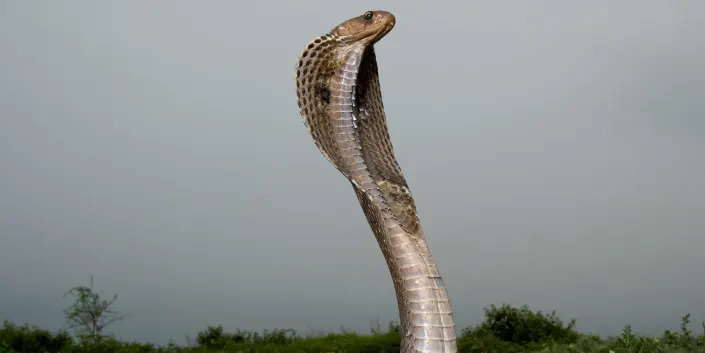 Cobra