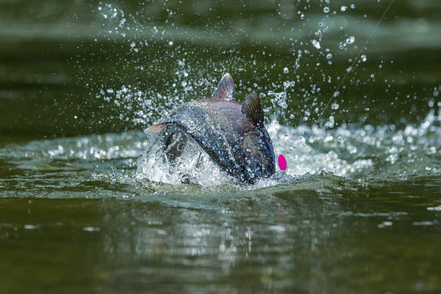 The world's fish are shrinking as the climate warms. We're trying to figure  out why - ABC News