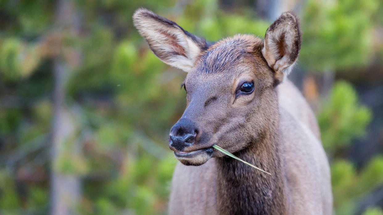  Young elk eating grass 