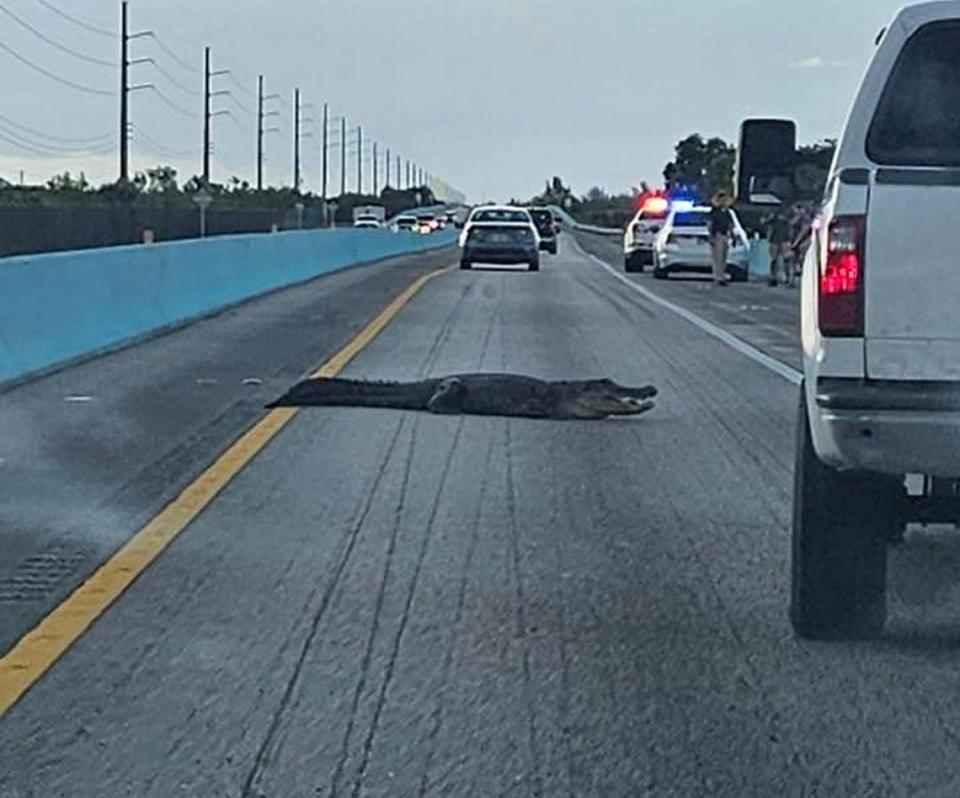 Cars drive around an alligator on the side of the 18 Mile Stretch of U.S. 1 leading into the Florida Keys Monday, June 5, 2023.
