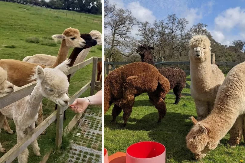 Alpaca Yoga