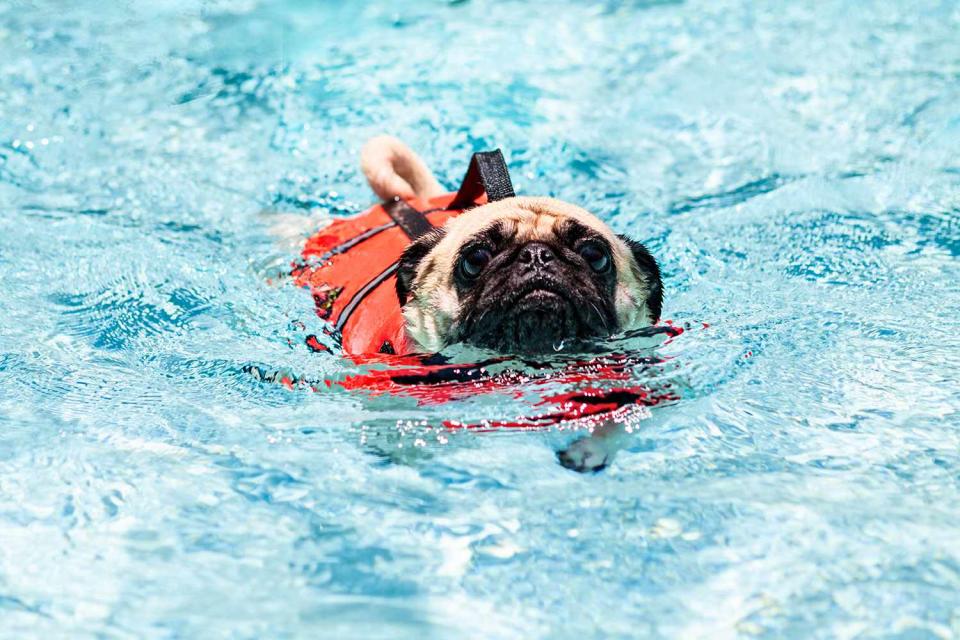 <p>Getty Images</p> Stock photo of a dog swimming with a lifejacket