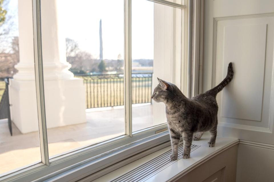 Willow, the Biden family’s new pet cat