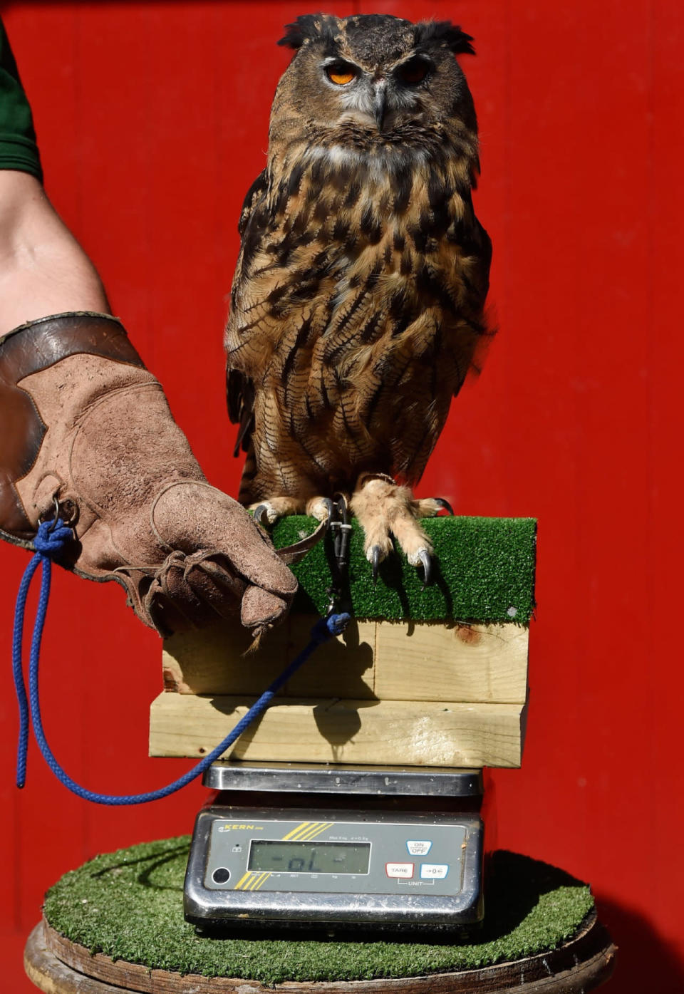 <p>Max, an eagle-owl, is weighed during a photo call at the annual weigh-in at London Zoo on August 24, 2016. Every animal that is in the zoo is weighed and measured and the statistics recorded so the data can be shared with zoos across the world. (Hannah McKay/EPA)</p>