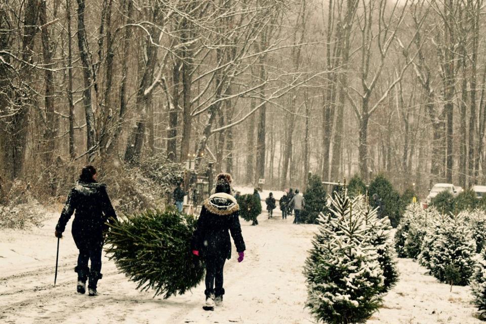 Hidden Pond Christmas Tree Farm, 4 W. Field Road, Mendham. This cu-your-own tree farm grows Blue Spruce, Norway Spruce, Meyer Spruce and Canaan Fir here in New Jersey and brings in Fraser Fir trees from their other farm in Pennsylvania. They're well-known for their wreaths, greens and hayrides. They also host bonfires while drinking hot chocolate.