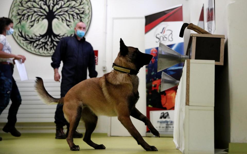 A man teaches his dog to find a piece of fabric that was infected with the COVID-19 bacteria during a training session at Alfortville national veterinary school in Maison-Alfort, near Paris - REUTERS/ BENOIT TESSIER