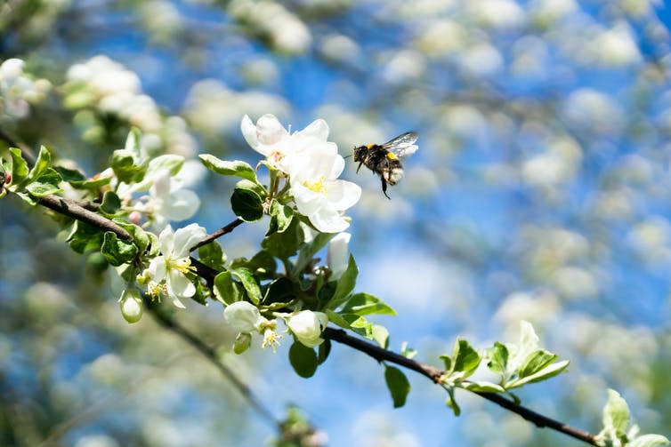 Bee and apple blossom.