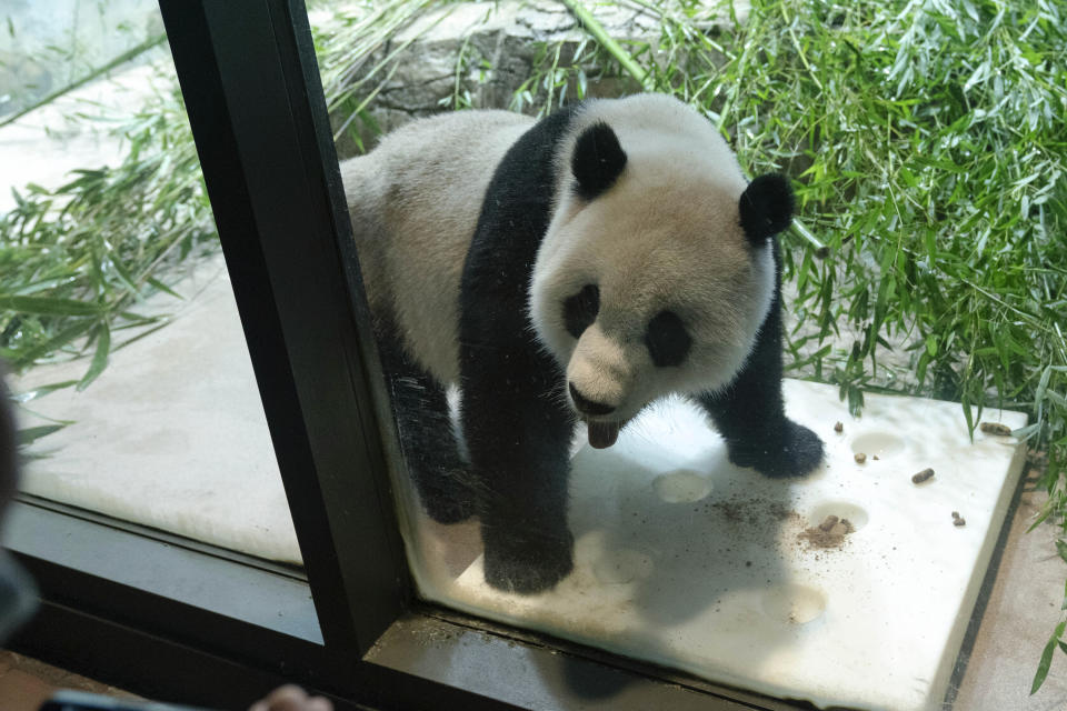 Giant panda Xiao Qi Ji roams in his enclosure at the Smithsonian's National Zoo in Washington, Thursday, Sept. 28, 2023. (AP Photo/Jose Luis Magana)