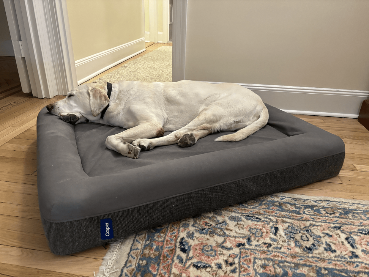 A yellow labrador retriever laying down on a large gray Casper Dog Bed. (Zoe Malin / NBC News)