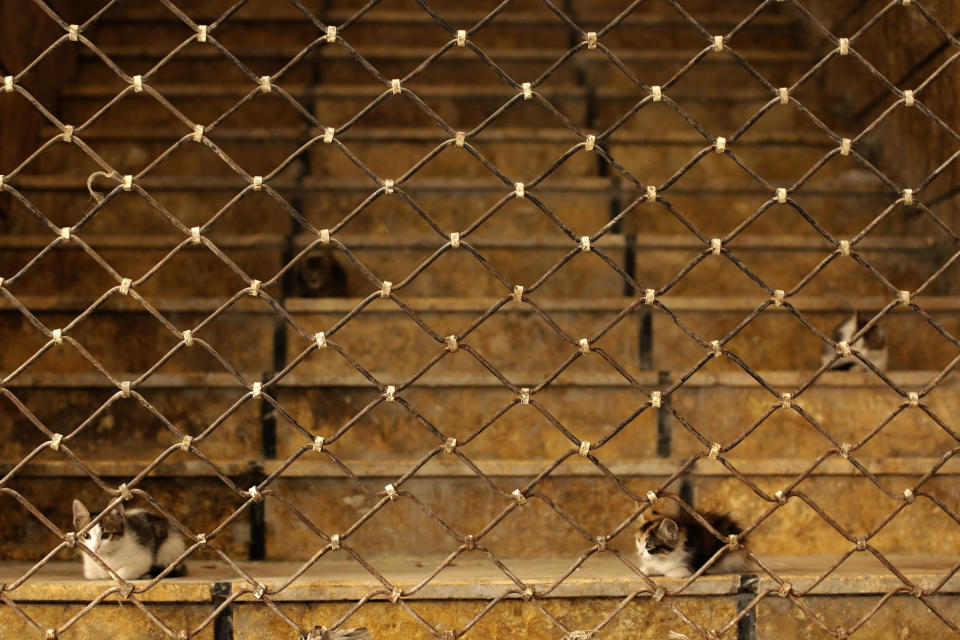 In this Saturday, July 27, 2019 photo, cats sit on stairs in the old city of Aleppo, Syria. Syrians say it’s even harder now to make ends meet than it was during the height of their country’s civil war because of intensified U.S and European sanctions. Prices have leaped because of restrictions on oil imports, the value of the currency has plunged in recent months. Most of the country is now below the poverty line, earning less than $100 a month. (AP Photo/Hassan Ammar)