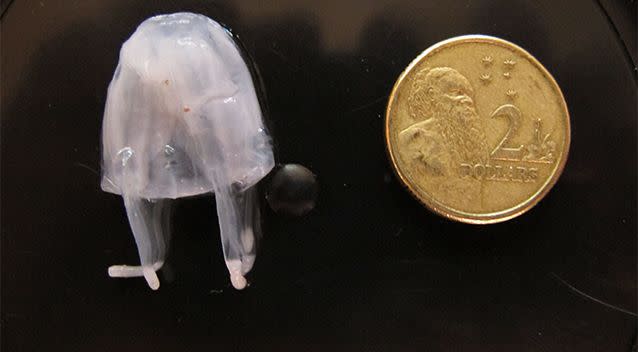 The Irukandji jellyfish is only small. Source: AAP / File photo