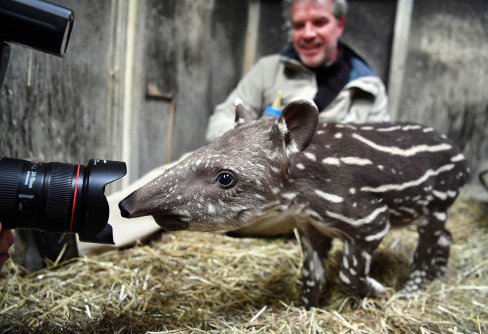 14-day-old South American tapir presented