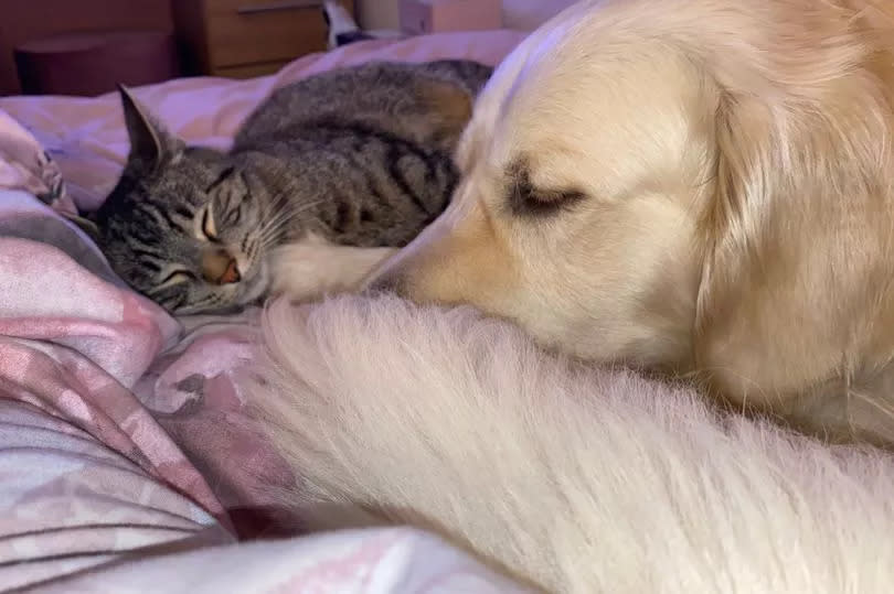 Buddy the dog and Harry the cat