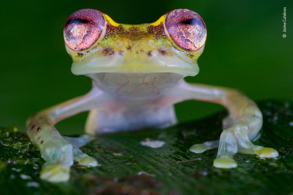 The frog with the ruby eyes (Jaime Culebras/Wildlife Photographer of the Year)