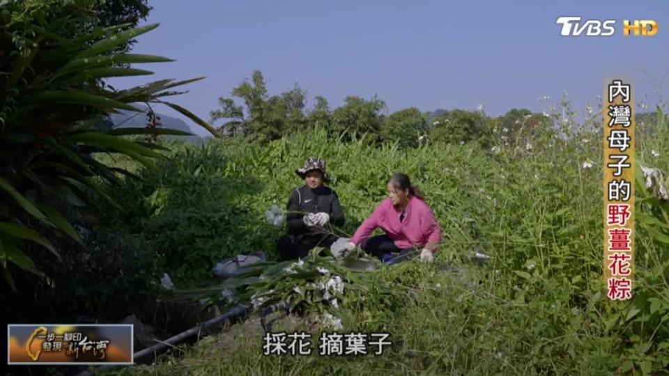 採野薑花葉（圖／TVBS）