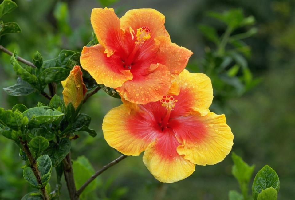 summer flowers, close up of dew covered yellow and red hibiscus flowers