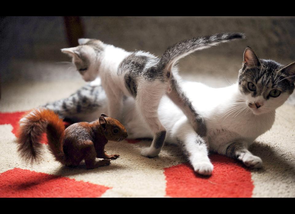 A cat and her kitten play with a squirrel, which was rescued off the streets, in Envigado, Antioquia Department, Colombia, on February 16, 2010. (RAUL ARBOLEDA/AFP/Getty Images)
