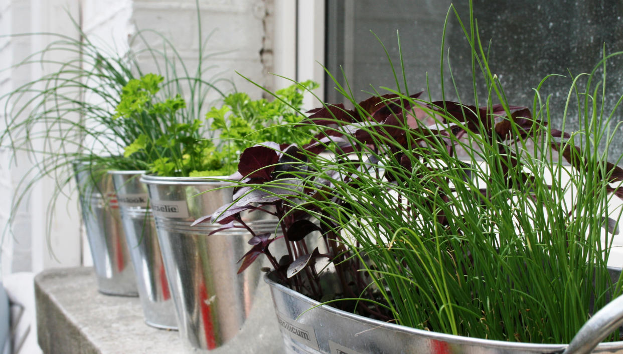  Herbs on a window sill. 