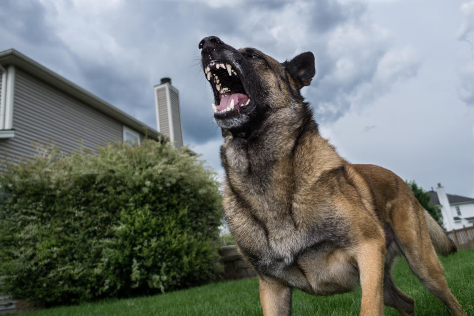 A dog barking incessantly or causing a nuisance could constitute antisocial behaviour. (Getty/stock photo)