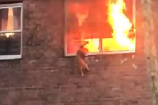 A cat leaps from the burning apartment in East Harlem: (Aaron Ganaway) (NBC)