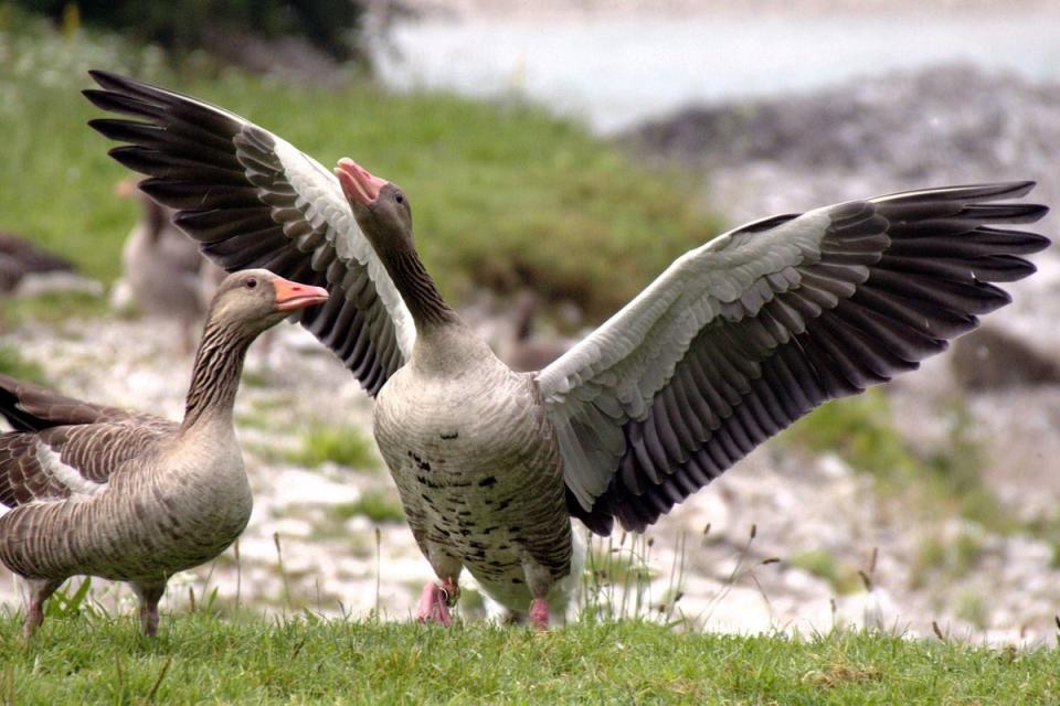 The dead birds have primarily been waterfowl, including geese and swans  ((Stock picture) Anglian Ruskin University/PA)