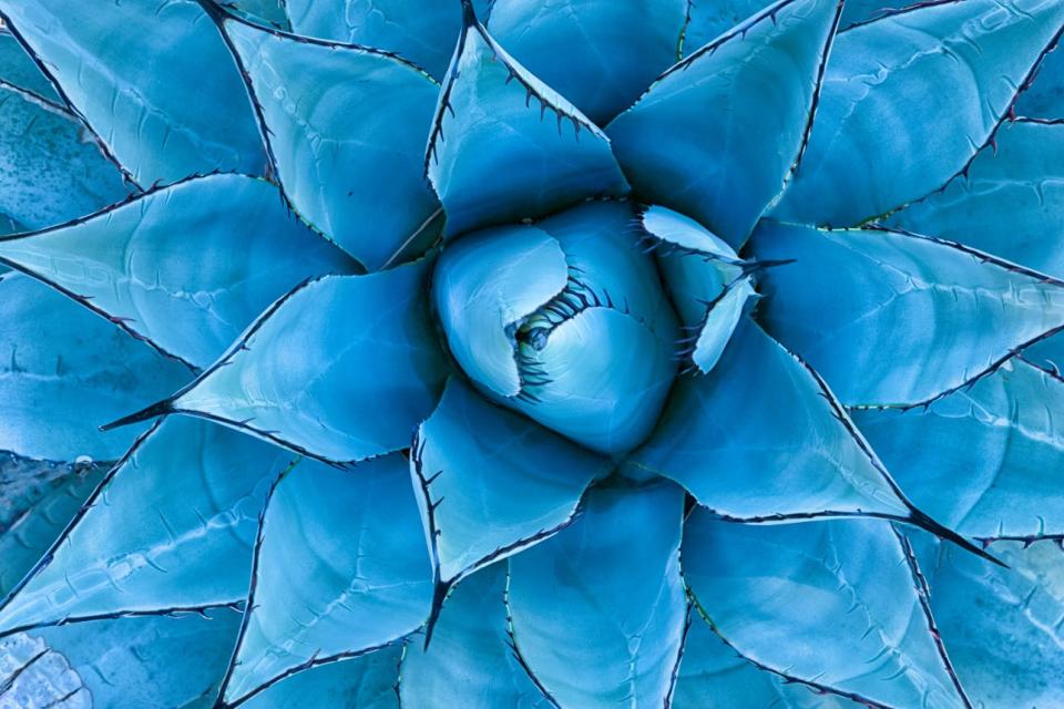 A closeup view of a blue agave plant