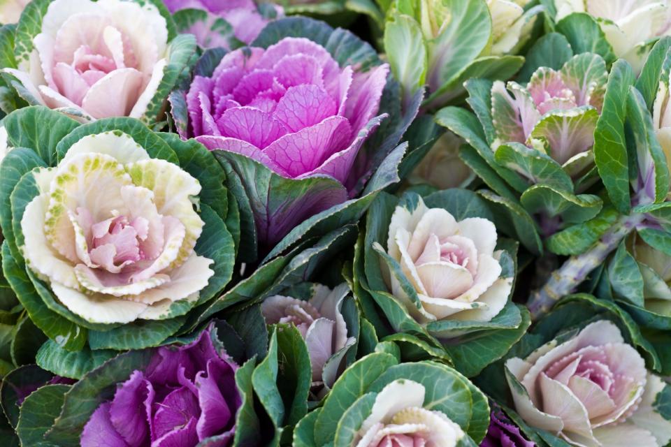 Ornamental Cabbage and Kale