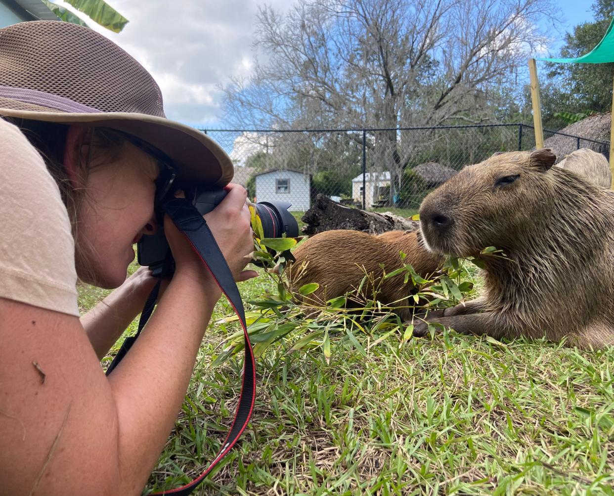 TCPalm visuals journalist Crystal Vander Weit photographs a capybara and her pups.