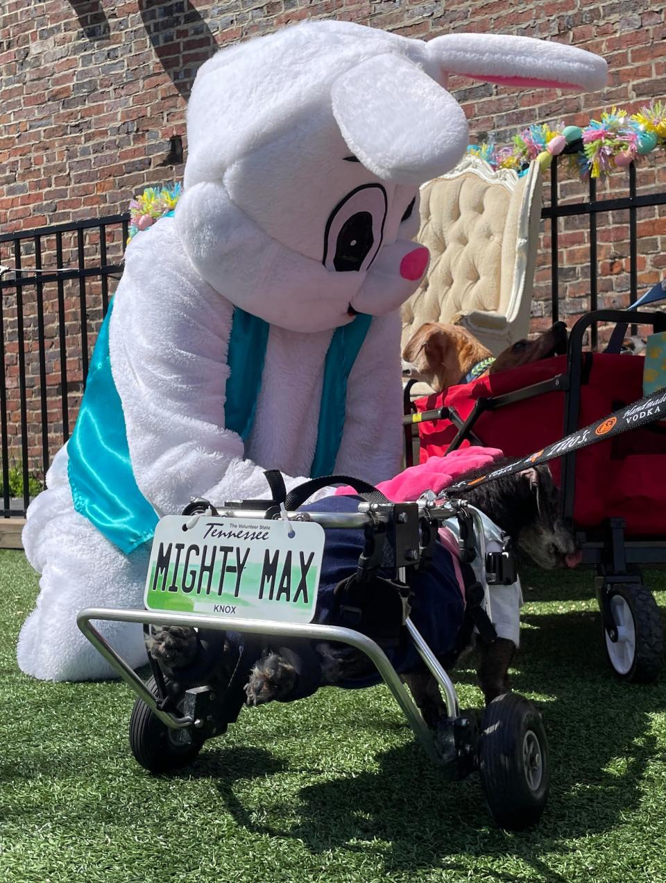 Max gets some special attention from the Easter Bunny at The Bark.