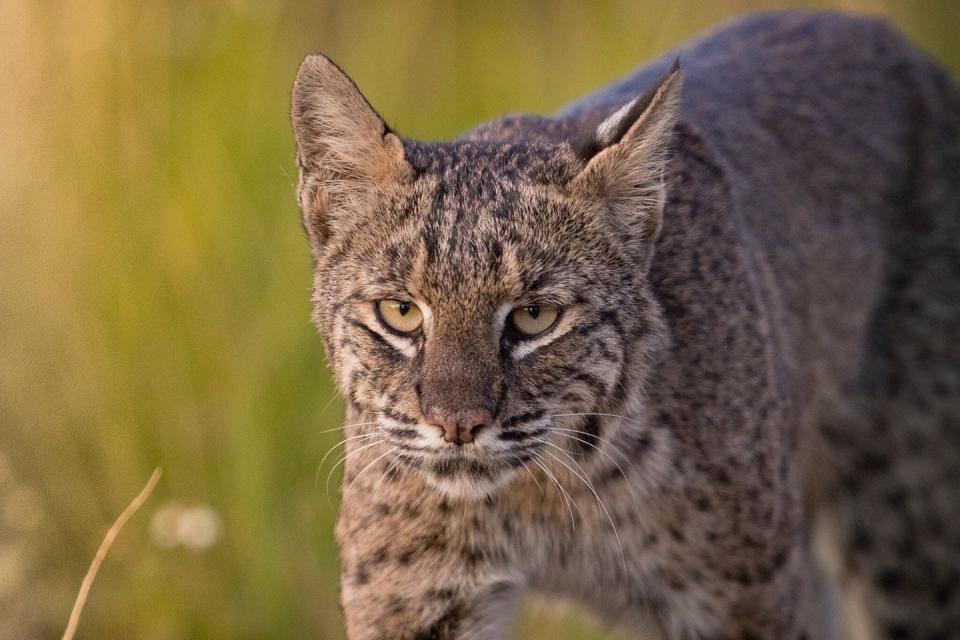 Bobcats