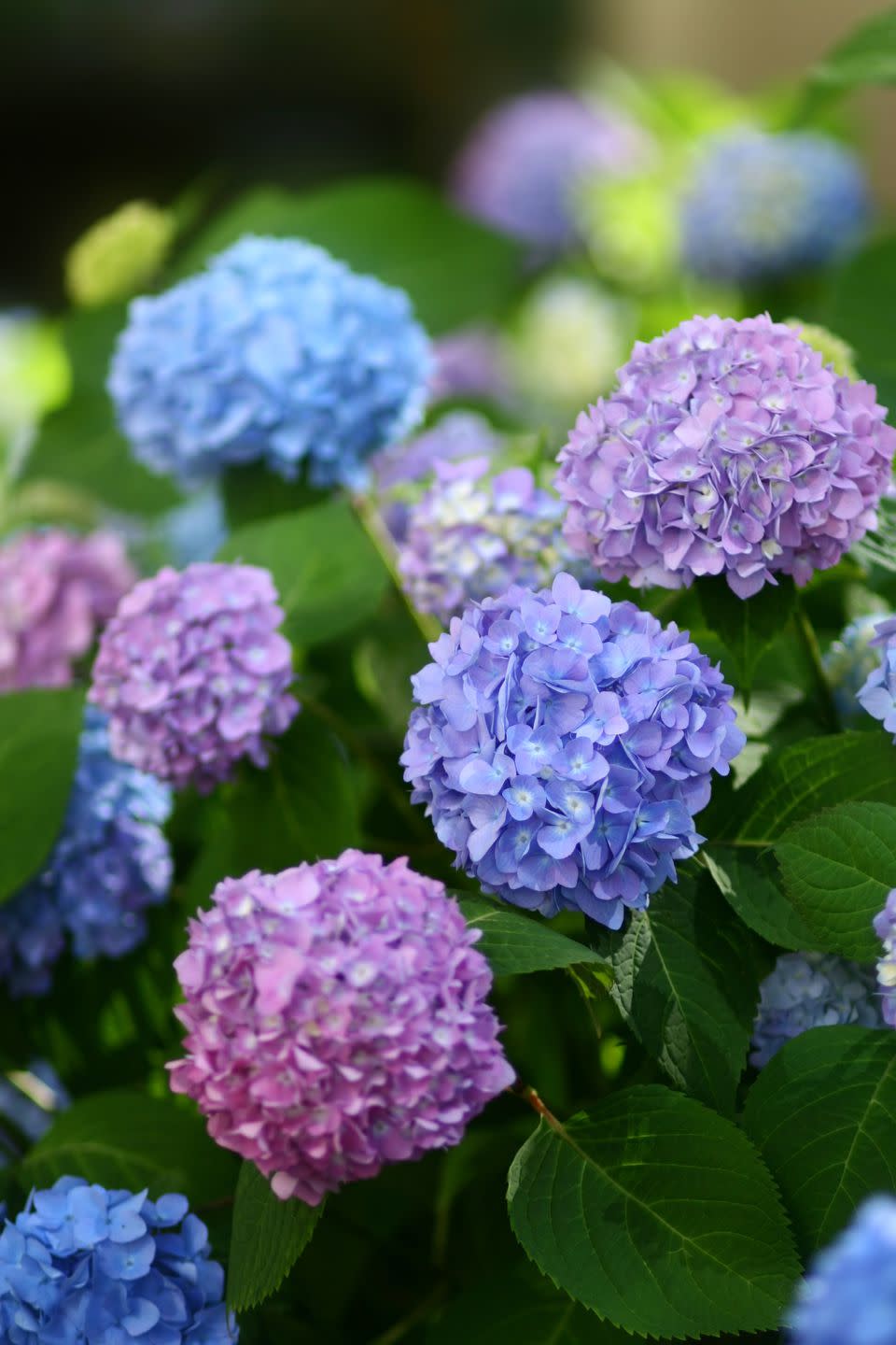 Hydrangea