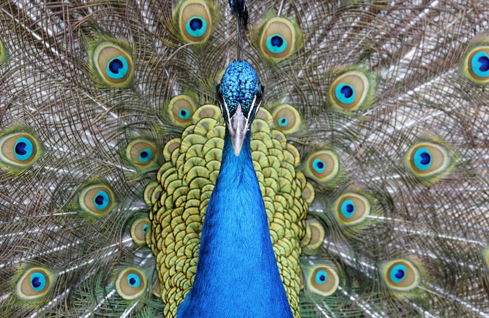 Peacock in Zoo in Heidelberg