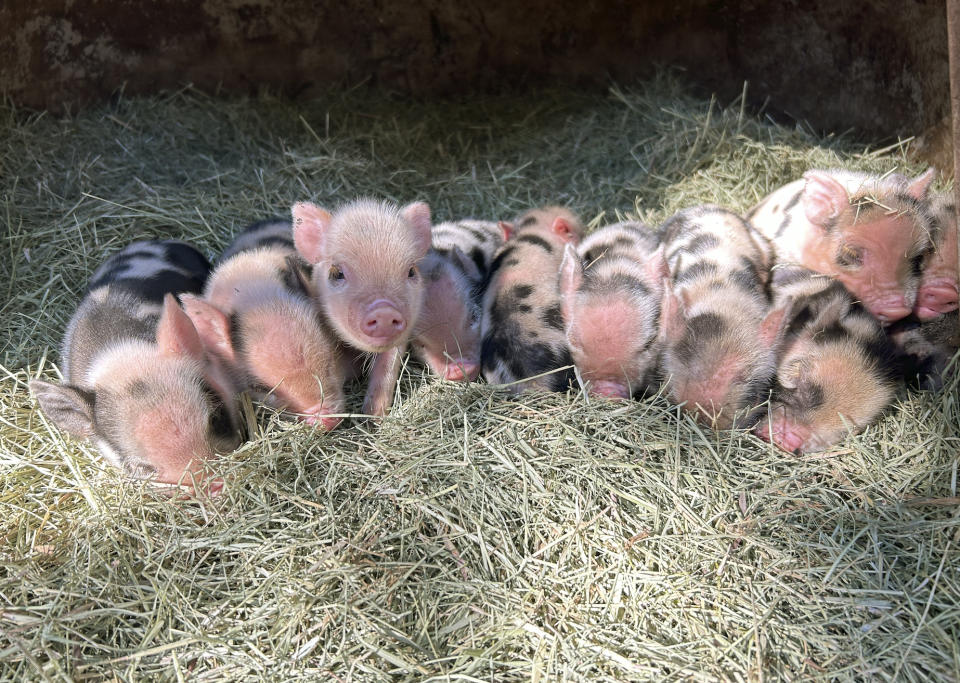 Piglets huddle together on the Winding Branch Ranch in Bulverde, Texas on Oct. 31, 2023. Gifting a pet as a surprise at the holidays is widely not recommended. (Matthew Aversa via AP)