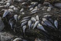 Dead fish from red tide washed up along a St. Petersburg's waterfront park, on Thursday, July 9, 2021 at Bay Vista Park in St. Petersburg, Fla. A unusually large bloom of toxic red tide is being blamed for a massive fish kill in Florida's environmentally sensitive Tampa Bay. (Arielle Bader/Tampa Bay Times via AP)