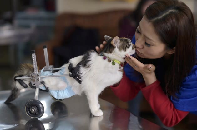 A veterinarian kisses an 8-month-old cat, wearing a prosthetic two-wheel device, at a veterinary hospital in China, on March 16, 2015. See more <a href="http://www.theatlantic.com/photo/2016/05/a-collection-of-kisses/484304/?utm_source=yahoo" rel="nofollow noopener" target="_blank" data-ylk="slk:here;elm:context_link;itc:0;sec:content-canvas" class="link ">here</a>. (China Daily / Reuters)